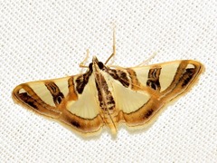 Glyphodes sycina
