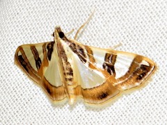 Glyphodes sycina