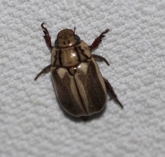 Anoplognathus abnormis