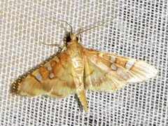 Prophantis smaragdina