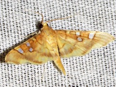 Prophantis smaragdina