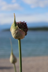 Allium ampeloprasum