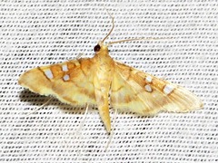Prophantis smaragdina