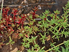 Sedum microcarpum