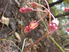 Asclepias schaffneri