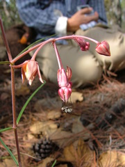Asclepias schaffneri