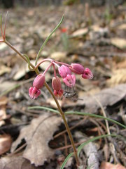 Asclepias schaffneri