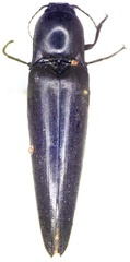Orthostethus infuscatus