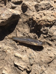 Hybognathus placitus