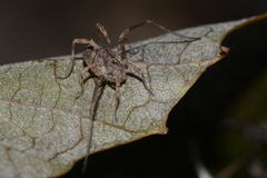 Lophopilio palpinalis