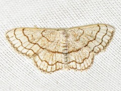 Scopula sinnaria