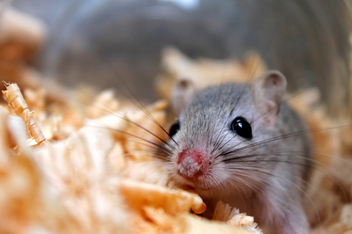 Dahl’s Jird (Subspecies Meriones meridianus dahli) · iNaturalist