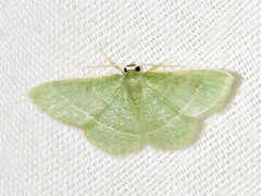 Chlorissa attenuata