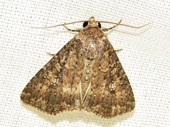 Condica capensis