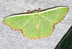 Comibaena leucospilata