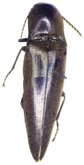 Orthostethus infuscatus