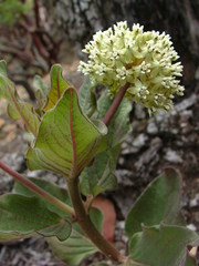 Asclepias pringlei