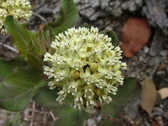 Asclepias pringlei