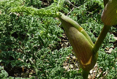 Ferula tenuisecta