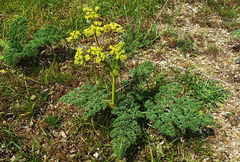 Ferula tenuisecta