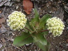 Asclepias pringlei