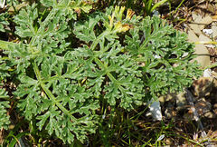 Ferula tenuisecta