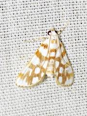 Obtusipalpis pardalis