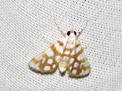 Obtusipalpis pardalis