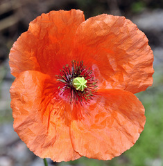 Papaver pinnatifidum