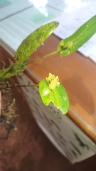 Pleurothallis dibolia