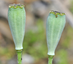 Papaver pinnatifidum