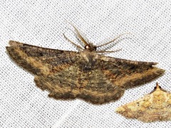 Aphilopota subalbata