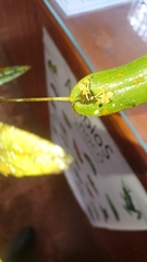 Pleurothallis dibolia