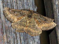 Aphilopota subalbata
