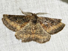 Aphilopota subalbata