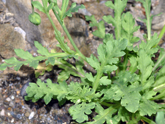 Papaver pinnatifidum