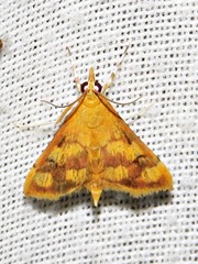 Pyrausta phoenicealis