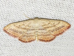 Scopula deserta