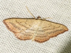 Scopula deserta