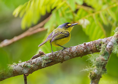 Todirostrum poliocephalum