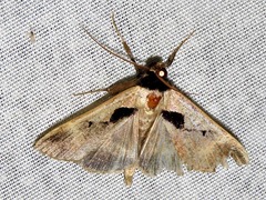 Anoba atriplaga
