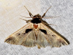 Anoba atriplaga