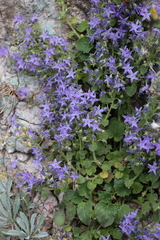 Campanula fenestrellata