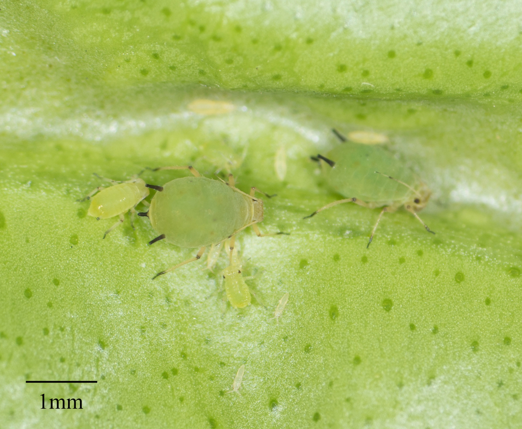 Spiraea Aphid Aphids And Lerps Of Southwest Australia Biodiversity4all