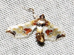 Leucinodes pseudorbonalis