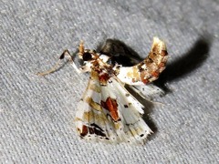 Leucinodes pseudorbonalis