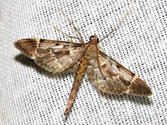 Duponchelia lanceolalis