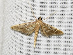 Duponchelia lanceolalis