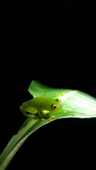 Centrolenidae