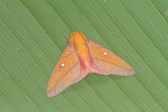 Syssphinx quadrilineata